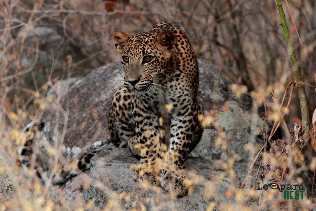 Hotel Leopard Nest - Glamping In Parque nacional Yala Exterior foto