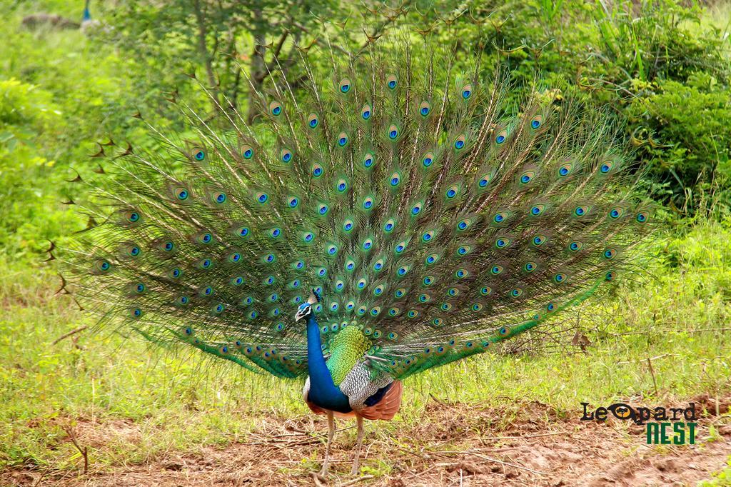 Hotel Leopard Nest - Glamping In Parque nacional Yala Exterior foto